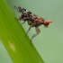 Spotted Marsh Fly - Trypetoptera punctulata  | Fotografijos autorius : Vilius Grigaliūnas | © Macronature.eu | Macro photography web site