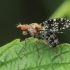 Spotted Marsh Fly - Trypetoptera punctulata | Fotografijos autorius : Gintautas Steiblys | © Macronature.eu | Macro photography web site
