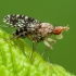 Spotted Marsh Fly - Trypetoptera punctulata | Fotografijos autorius : Žilvinas Pūtys | © Macronature.eu | Macro photography web site