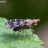 Spotted Marsh Fly - Trypetoptera punctulata | Fotografijos autorius : Žilvinas Pūtys | © Macronature.eu | Macro photography web site