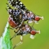 Spotted Marsh Fly - Trypetoptera punctulata | Fotografijos autorius : Lukas Jonaitis | © Macronature.eu | Macro photography web site