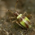 Spotted Plant Bug - Closterotomus fulvomaculatus, nymph | Fotografijos autorius : Vidas Brazauskas | © Macronature.eu | Macro photography web site