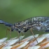 Spotted Snake-fly - Phaeostigma notata ♂ | Fotografijos autorius : Žilvinas Pūtys | © Macronature.eu | Macro photography web site