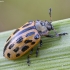 Spotted Willow Leaf Beetle - Chrysomela vigintipunctata | Fotografijos autorius : Kazimieras Martinaitis | © Macronature.eu | Macro photography web site