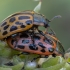 Spotted Willow Leaf Beetle - Chrysomela vigintipunctata | Fotografijos autorius : Žilvinas Pūtys | © Macronature.eu | Macro photography web site