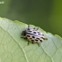 Spotted Willow Leaf Beetle - Chrysomela vigintipunctata | Fotografijos autorius : Darius Baužys | © Macronature.eu | Macro photography web site