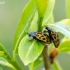 Spotted Willow Leaf Beetle - Chrysomela vigintipunctata | Fotografijos autorius : Darius Baužys | © Macronature.eu | Macro photography web site