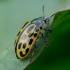 Spotted Willow Leaf Beetle - Chrysomela vigintipunctata | Fotografijos autorius : Romas Ferenca | © Macronature.eu | Macro photography web site