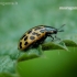 Spotted Willow Leaf Beetle - Chrysomela vigintipunctata | Fotografijos autorius : Romas Ferenca | © Macronature.eu | Macro photography web site