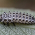 Spotted willow leaf beetle - Chrysomela vigintipunctata, larva | Fotografijos autorius : Žilvinas Pūtys | © Macronature.eu | Macro photography web site