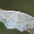 Taškuotasis taškasprindis - Cyclophora punctaria | Fotografijos autorius : Gintautas Steiblys | © Macrogamta.lt | Šis tinklapis priklauso bendruomenei kuri domisi makro fotografija ir fotografuoja gyvąjį makro pasaulį.