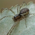 Spring hammock-spider - Neriene montana ♀ | Fotografijos autorius : Gintautas Steiblys | © Macronature.eu | Macro photography web site