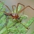 Spring hammock-spider - Neriene montana ♂ | Fotografijos autorius : Gintautas Steiblys | © Macronature.eu | Macro photography web site