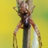 Spring hammock-spider - Neriene montana | Fotografijos autorius : Arūnas Eismantas | © Macronature.eu | Macro photography web site