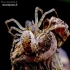 Spring hammock-spider - Neriene montana | Fotografijos autorius : Romas Ferenca | © Macronature.eu | Macro photography web site