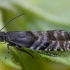 Spruce seed moth - Cydia strobilella | Fotografijos autorius : Žilvinas Pūtys | © Macronature.eu | Macro photography web site