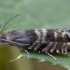 Spruce seed moth - Cydia strobilella | Fotografijos autorius : Žilvinas Pūtys | © Macronature.eu | Macro photography web site