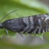 Spruce seed moth - Cydia strobilella | Fotografijos autorius : Žilvinas Pūtys | © Macronature.eu | Macro photography web site