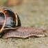 Sraigė - Helix lucorum | Fotografijos autorius : Gintautas Steiblys | © Macrogamta.lt | Šis tinklapis priklauso bendruomenei kuri domisi makro fotografija ir fotografuoja gyvąjį makro pasaulį.