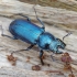 Stag Beetle - Platycerus caraboides ♂ | Fotografijos autorius : Romas Ferenca | © Macronature.eu | Macro photography web site