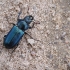 Stag Beetle - Platycerus caraboides | Fotografijos autorius : Vilius Grigaliūnas | © Macronature.eu | Macro photography web site