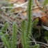 Stag's-horn clubmoss - Lycopodium clavatum | Fotografijos autorius : Gintautas Steiblys | © Macronature.eu | Macro photography web site