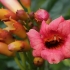 Stambiažiedė ląstūnė - Campsis radicans | Fotografijos autorius : Gintautas Steiblys | © Macrogamta.lt | Šis tinklapis priklauso bendruomenei kuri domisi makro fotografija ir fotografuoja gyvąjį makro pasaulį.