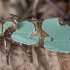 Staurophora celsia | Fotografijos autorius : Žilvinas Pūtys | © Macronature.eu | Macro photography web site