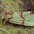 Smaragdinis smiltinukas - Staurophora celsia | Fotografijos autorius : Žilvinas Pūtys | © Macronature.eu | Macro photography web site