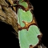 Smaragdinis smiltinukas - Staurophora celsia | Fotografijos autorius : Romas Ferenca | © Macronature.eu | Macro photography web site