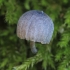 Mėlynoji šalmabudė - Mycena pseudocorticola | Fotografijos autorius : Gintautas Steiblys | © Macronature.eu | Macro photography web site