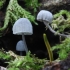 Steely bonnet - Mycena pseudocorticola | Fotografijos autorius : Vytautas Gluoksnis | © Macronature.eu | Macro photography web site