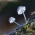 Mėlynoji šalmabudė - Mycena pseudocorticola | Fotografijos autorius : Vytautas Gluoksnis | © Macronature.eu | Macro photography web site