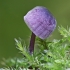 Steely bonnet - Mycena pseudocorticola | Fotografijos autorius : Gintautas Steiblys | © Macronature.eu | Macro photography web site