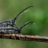 Juodaūsiai stiebalindžiai - Phytoecia nigricornis | Fotografijos autorius : Oskaras Venckus | © Macrogamta.lt | Šis tinklapis priklauso bendruomenei kuri domisi makro fotografija ir fotografuoja gyvąjį makro pasaulį.