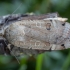 Stepinis dirvinukas - Noctua orbona | Fotografijos autorius : Žilvinas Pūtys | © Macrogamta.lt | Šis tinklapis priklauso bendruomenei kuri domisi makro fotografija ir fotografuoja gyvąjį makro pasaulį.
