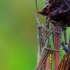 Steppe Grasshopper - Chorthippus dorsatus | Fotografijos autorius : Darius Baužys | © Macronature.eu | Macro photography web site