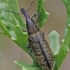 Stiebastraublis - Lixus pulverulentus | Fotografijos autorius : Vytautas Tamutis | © Macrogamta.lt | Šis tinklapis priklauso bendruomenei kuri domisi makro fotografija ir fotografuoja gyvąjį makro pasaulį.