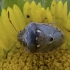 Stink bug - Stagonomus bipunctatus | Fotografijos autorius : Žilvinas Pūtys | © Macronature.eu | Macro photography web site