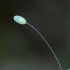 Stink lacewing - Chrysopa sp., egg | Fotografijos autorius : Gintautas Steiblys | © Macronature.eu | Macro photography web site