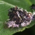 Stink lacewing - Chrysopa sp., larva  | Fotografijos autorius : Gintautas Steiblys | © Macronature.eu | Macro photography web site
