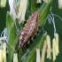Stink lacewing - Chrysopa sp., larva | Fotografijos autorius : Ramunė Činčikienė | © Macronature.eu | Macro photography web site
