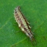 Stink lacewing - Chrysopa sp., larva | Fotografijos autorius : Romas Ferenca | © Macronature.eu | Macro photography web site