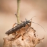 Stonefly - Taeniopterygidae | Fotografijos autorius : Saulius Drazdauskas | © Macronature.eu | Macro photography web site