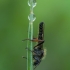 Storakojis uodas - Bibio lanigerus ♂ | Fotografijos autorius : Žilvinas Pūtys | © Macrogamta.lt | Šis tinklapis priklauso bendruomenei kuri domisi makro fotografija ir fotografuoja gyvąjį makro pasaulį.