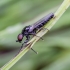 Storakojis uodas - Bibio sp. | Fotografijos autorius : Kazimieras Martinaitis | © Macrogamta.lt | Šis tinklapis priklauso bendruomenei kuri domisi makro fotografija ir fotografuoja gyvąjį makro pasaulį.