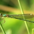 Didžioji strėliukė -  Chalcolestes viridis | Fotografijos autorius : Ramunė Vakarė | © Macrogamta.lt | Šis tinklapis priklauso bendruomenei kuri domisi makro fotografija ir fotografuoja gyvąjį makro pasaulį.