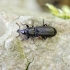 Straubliukas - Cossonus cylindricus | Fotografijos autorius : Kazimieras Martinaitis | © Macrogamta.lt | Šis tinklapis priklauso bendruomenei kuri domisi makro fotografija ir fotografuoja gyvąjį makro pasaulį.