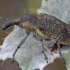 Straubliukas - Larinus latus | Fotografijos autorius : Žilvinas Pūtys | © Macrogamta.lt | Šis tinklapis priklauso bendruomenei kuri domisi makro fotografija ir fotografuoja gyvąjį makro pasaulį.