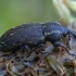 Straubliukas - Tournotaris bimaculata | Fotografijos autorius : Žilvinas Pūtys | © Macrogamta.lt | Šis tinklapis priklauso bendruomenei kuri domisi makro fotografija ir fotografuoja gyvąjį makro pasaulį.